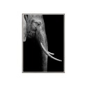 Photographic print elephant animals poster frame 50x70cm Unika 0017 On Sale