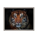 Print photo poster animal tiger frame 30x40cm Unika 0027 On Sale