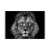 Photographic print lion white black frame 70x100cm Unika 0028 On Sale