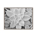 Black and White Succulent Photograph with Frame 30x40cm Unika 0056 On Sale