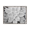 Black and White Succulent Photograph with Frame 30x40cm Unika 0056 On Sale