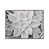 Print photograph black white plant frame 30x40cm Unika 0056 On Sale