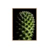 Framed Art Print Photograph Plant Flower Cactus 30x40cm Unika 0061 On Sale