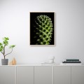 Framed Art Print Photograph Plant Flower Cactus 30x40cm Unika 0061 Promotion