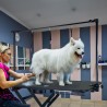 Adjustable electric folding dog and cat grooming table On Sale