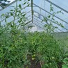 Outdoor garden greenhouse in polycarbonate 220x570-640x205h Sanus XL Catalog