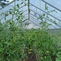 Garden greenhouse aluminum polycarbonate 290x360-430-500x220h Sanus WL Choice Of