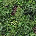 Realistic Artificial Hedge 100x100cm 3D Plants Outdoor Garden Ilex Sale