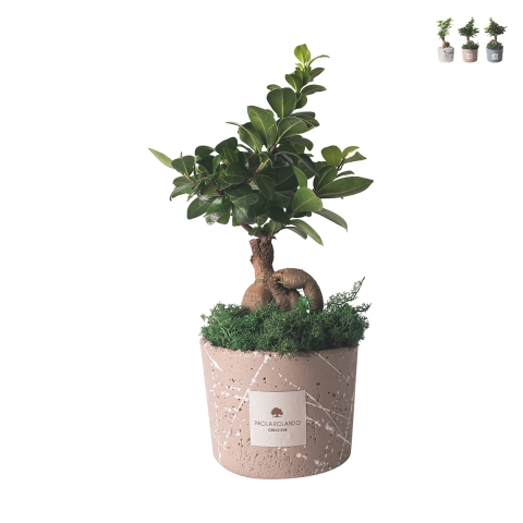 Bonsai ficus ginseng party favor in decorated vase Paola Rolando Simone Promotion