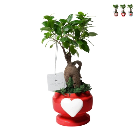 Party favor with real bonsai ficus plant in pot decorated with heart Eden Promotion