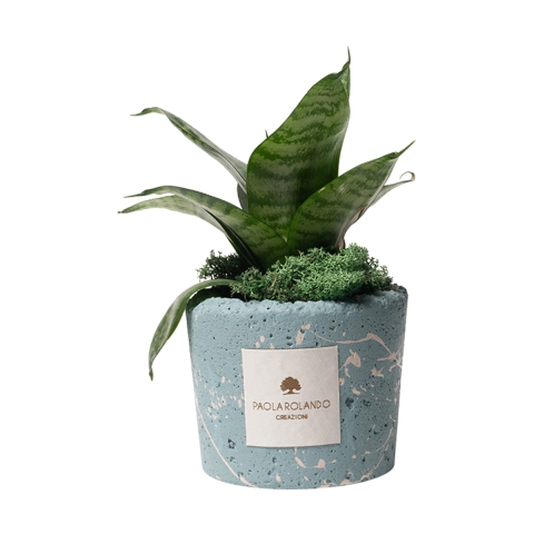 Sansevieria nana in blue splatter decorated pot Paola Rolando Simone Promotion