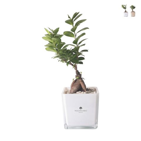Bonsai plant ficus ginseng in glass cube pot Paola Rolando Sogno Promotion