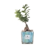 Indoor Ficus Ginseng Bonsai in Decorative Clio Square Glass Pot Offers