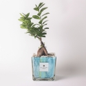 Indoor Ficus Ginseng Bonsai in Decorative Clio Square Glass Pot On Sale