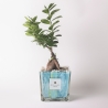Indoor Ficus Ginseng Bonsai in Decorative Clio Square Glass Pot On Sale