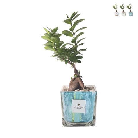Indoor ficus ginseng bonsai plant in decorative glass pot Clio Square Promotion