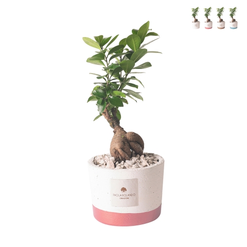 Indoor ficus bonsai plant Paola Rolando in cement pot Flora Promotion