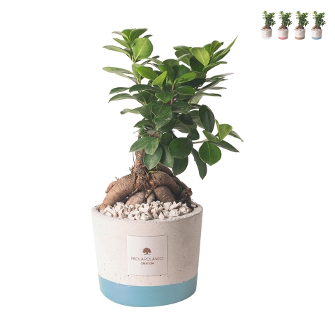 Wedding favor with ficus ginseng bonsai in Industrial pot Promotion
