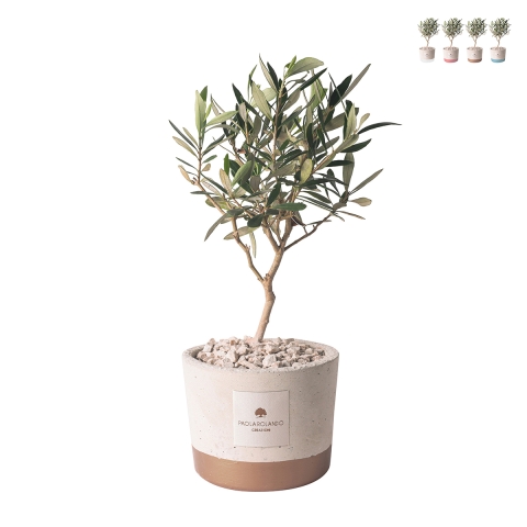 Favor with olive plant in cement pot cementino Industrial Promotion