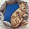 Cooling Mat for Pets 50x70cm Puppy On Sale