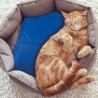 Small Cooling Gel Pet Mat 30x40cm Puppy On Sale