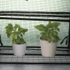 Lomea 2-Tier Balcony Greenhouse with Protective Cover Catalog