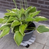 Wooden Round Plant Trolley with Wheels Choice Of