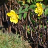 Decorative Cast Iron Border Fence Element Offers
