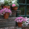 Outdoor Cast Iron 3-Tier Ladder Plant Stand On Sale