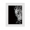Print photograph black and white picture animals leopard 40x50cm Variety Kambuku On Sale