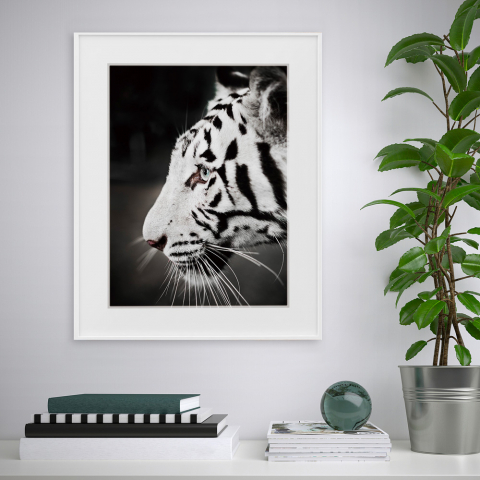 Black and white photo print tiger animal 40x50cm Variety Harimau Promotion