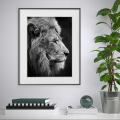 Black and White Lion Animal Print Wall Art 40x50cm Variety Aslan Promotion