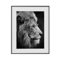 Black and White Lion Animal Print Wall Art 40x50cm Variety Aslan On Sale