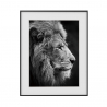 Black and White Lion Animal Print Wall Art 40x50cm Variety Aslan On Sale