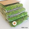 Plant pictures stabilized 4 60x40cm panels GreenBox Kit Lichene