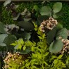 Plant pictures flowers stabilised wall plants ForestMoss Persephone Price