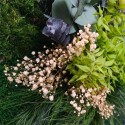 Plant pictures flowers stabilised wall plants ForestMoss Persephone Cost