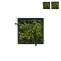 Plant pictures flowers stabilised wall plants ForestMoss Persephone On Sale