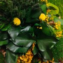 Plant pictures stabilised flowers garden plants ForestMoss Daphne Cheap