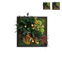 Plant pictures stabilised flowers garden plants ForestMoss Daphne On Sale