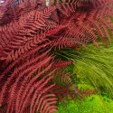 Stabilised plant pictures garden green flowers ForestMoss Demetra Price