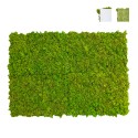 Stabilised plant panels 4 panels 60x40cm GreenBox Kit Lichen On Sale