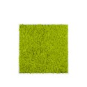 Stabilised plant pictures vertical garden moss green Lichen Sale