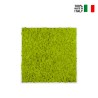 Stabilised plant pictures vertical garden moss green Lichen Offers
