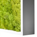 Stabilised plant pictures vertical garden moss green Lichen 